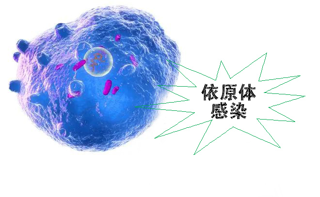 怎么不知不覺就感染了沙眼依原體呢？